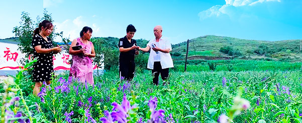 黄芩茶基地