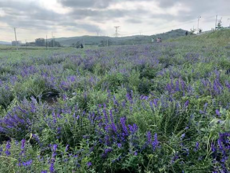 大齐沟村成立黄芩种植合作社，以扶贫资金为支撑，以土地资源和劳动力入股增加村集体收入